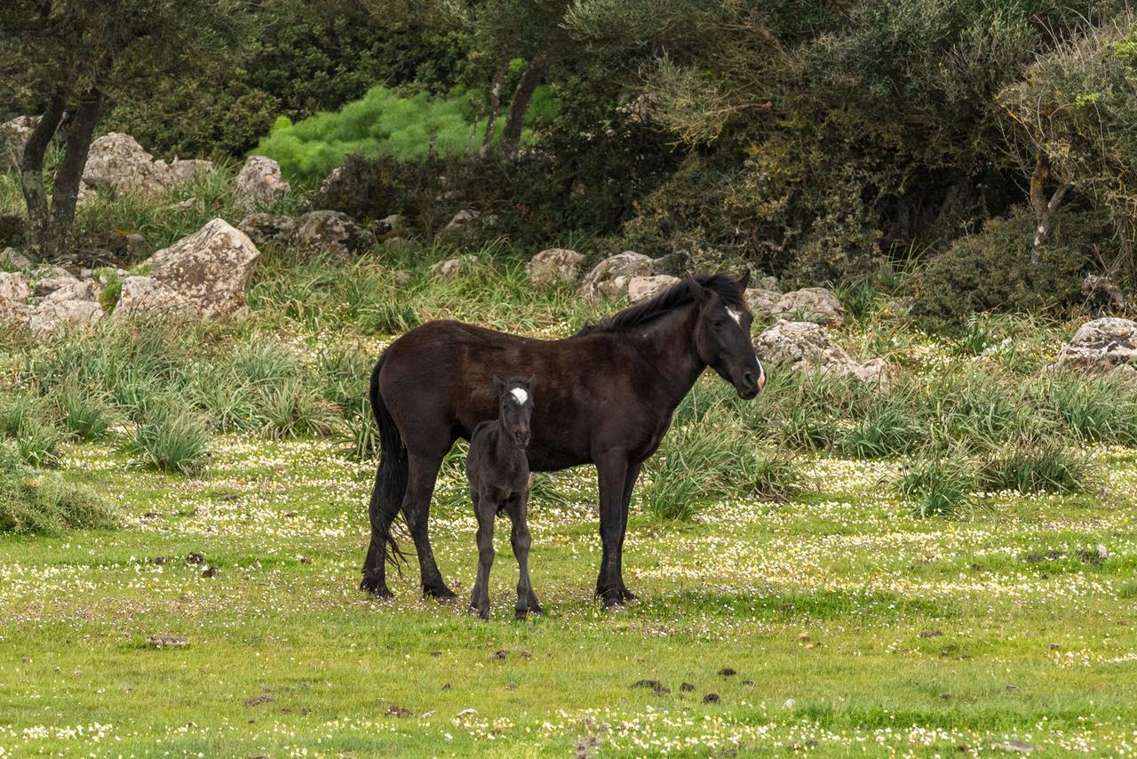 Albergo Diffuso Il Mandorlo Baressa Dış mekan fotoğraf