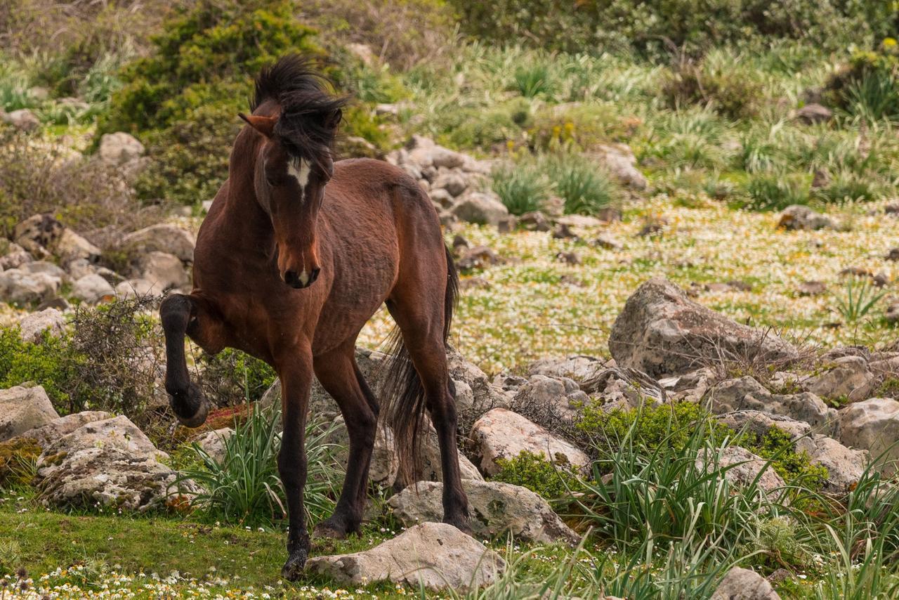 Albergo Diffuso Il Mandorlo Baressa Dış mekan fotoğraf